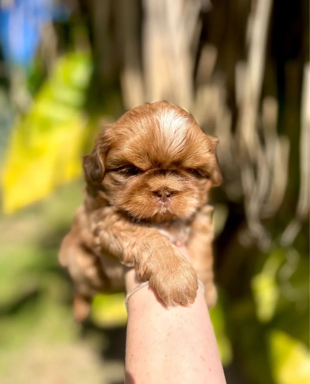 Shih tzu macho  - Foto 3