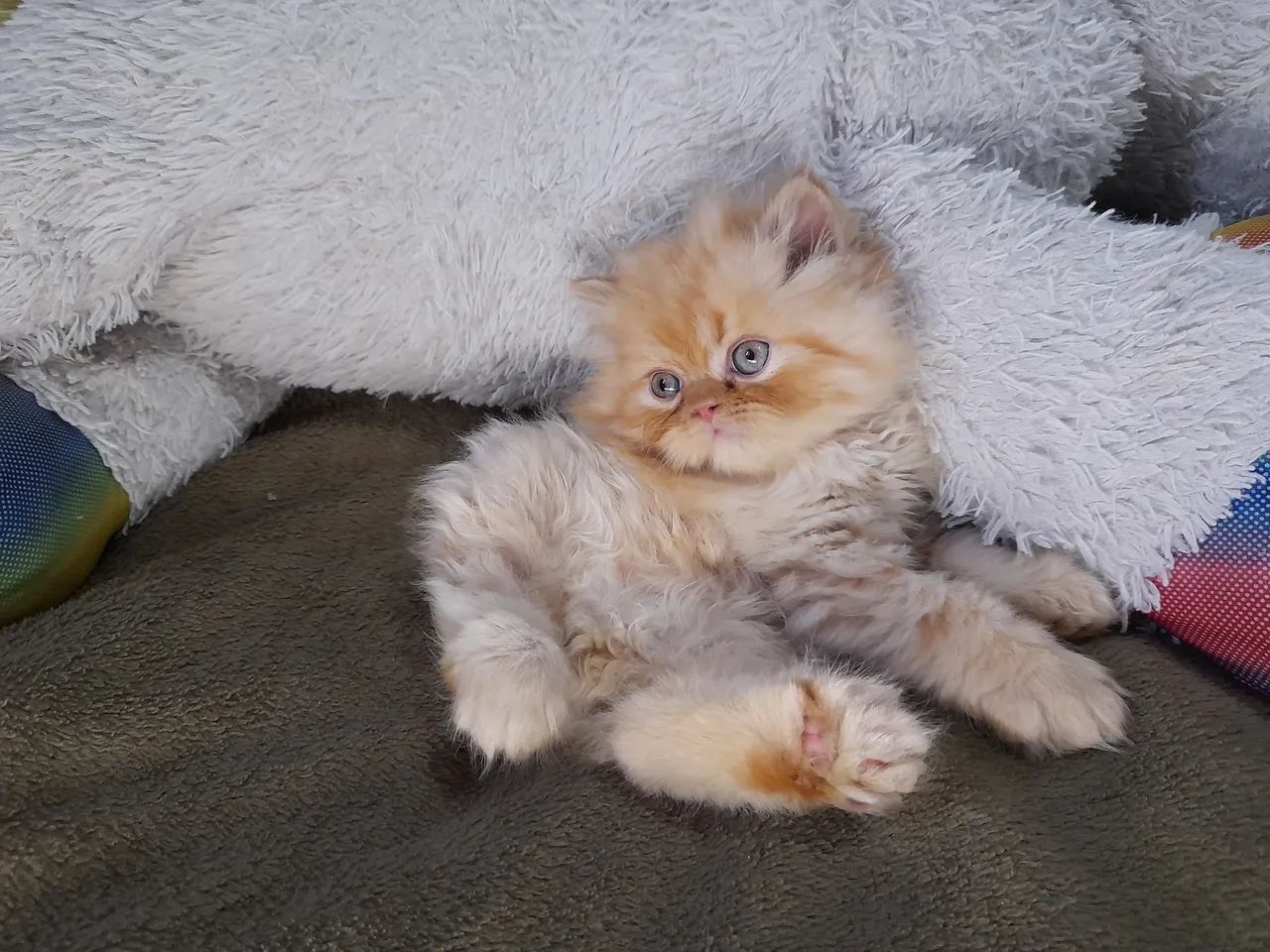 Gato persa fêmea filhote red - Foto 4
