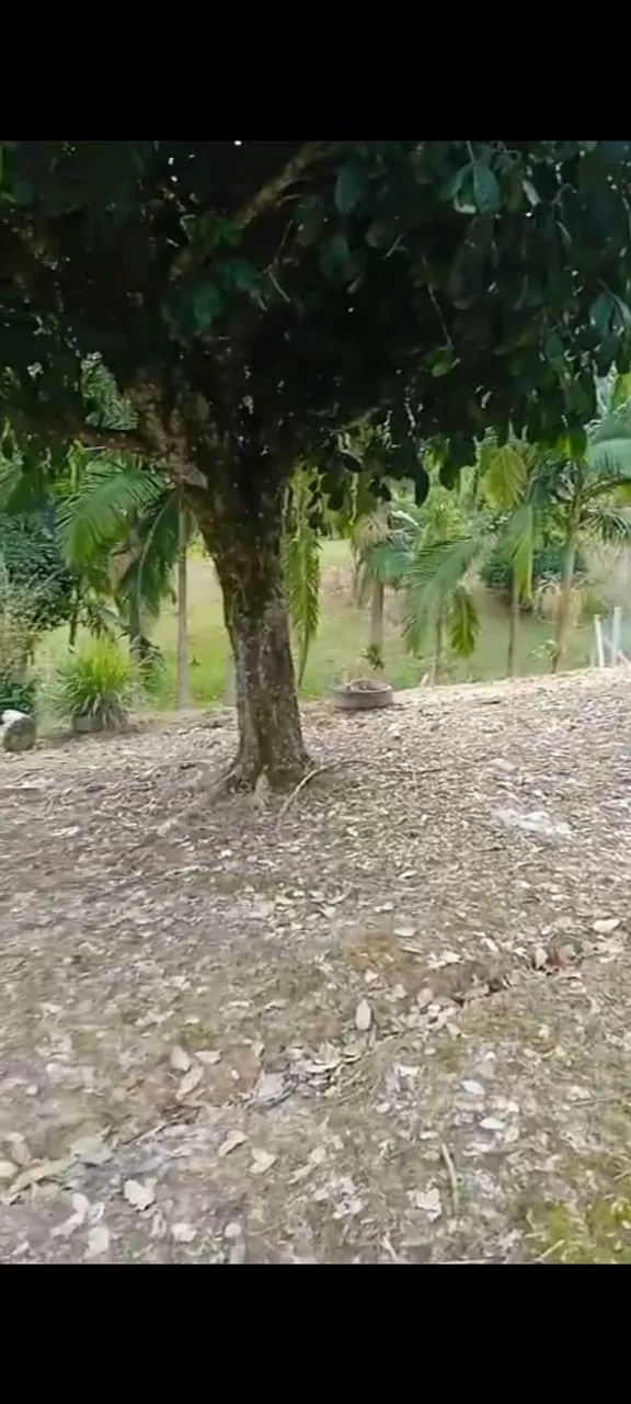 Vendo sitio em Ascurra  - Foto 4