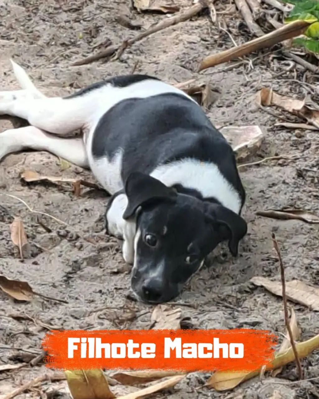 Filhotes disponíveis  - Foto 4