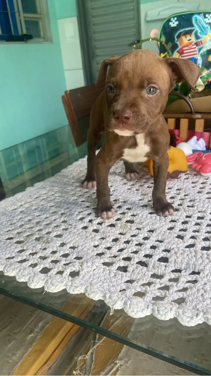 Vendendo filhote de Pit bull  - Foto 2
