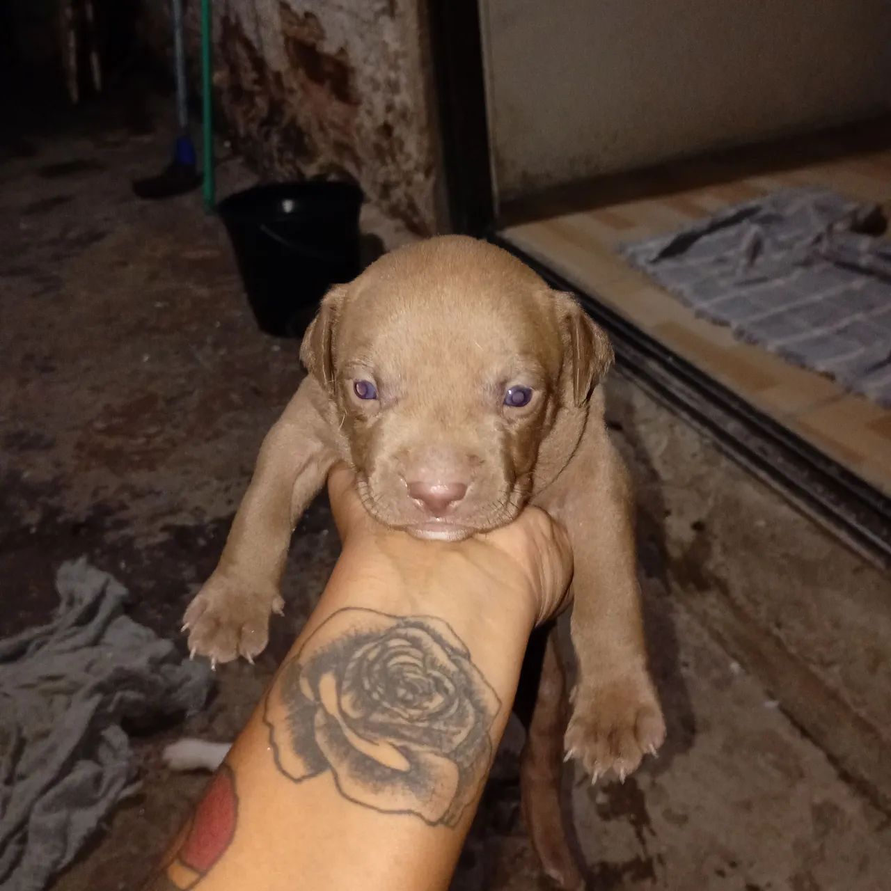 Filhotes de Pitbull  - Foto 5