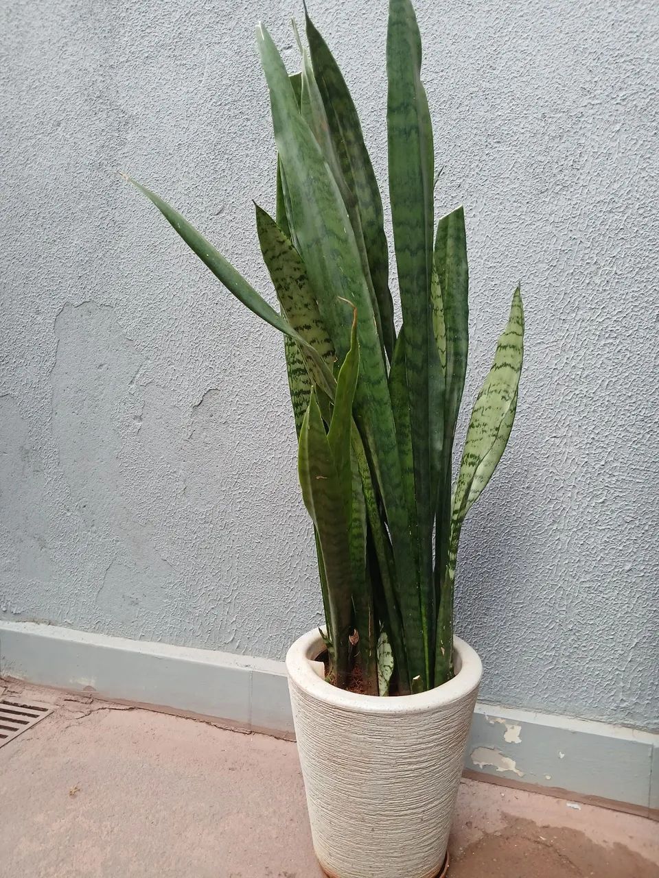 Vaso espada de São Jorge 