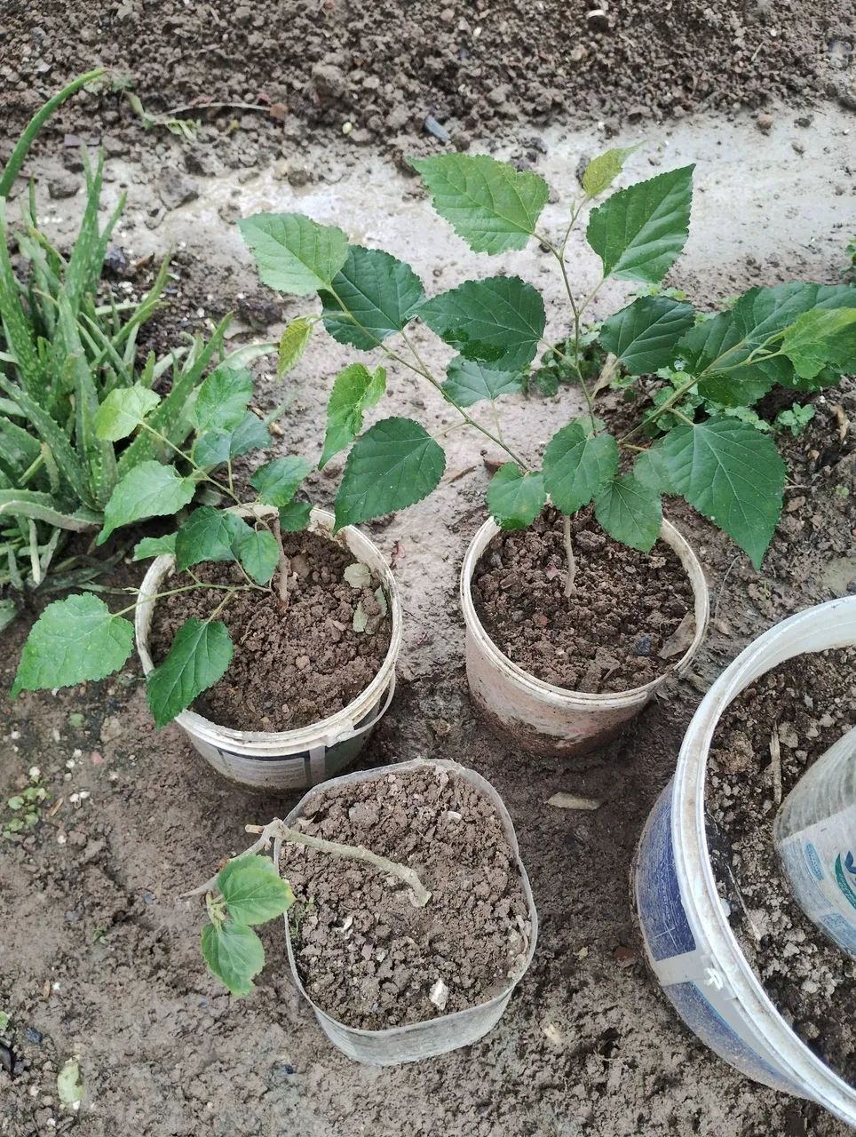 Mudas de rosas  - Foto 3