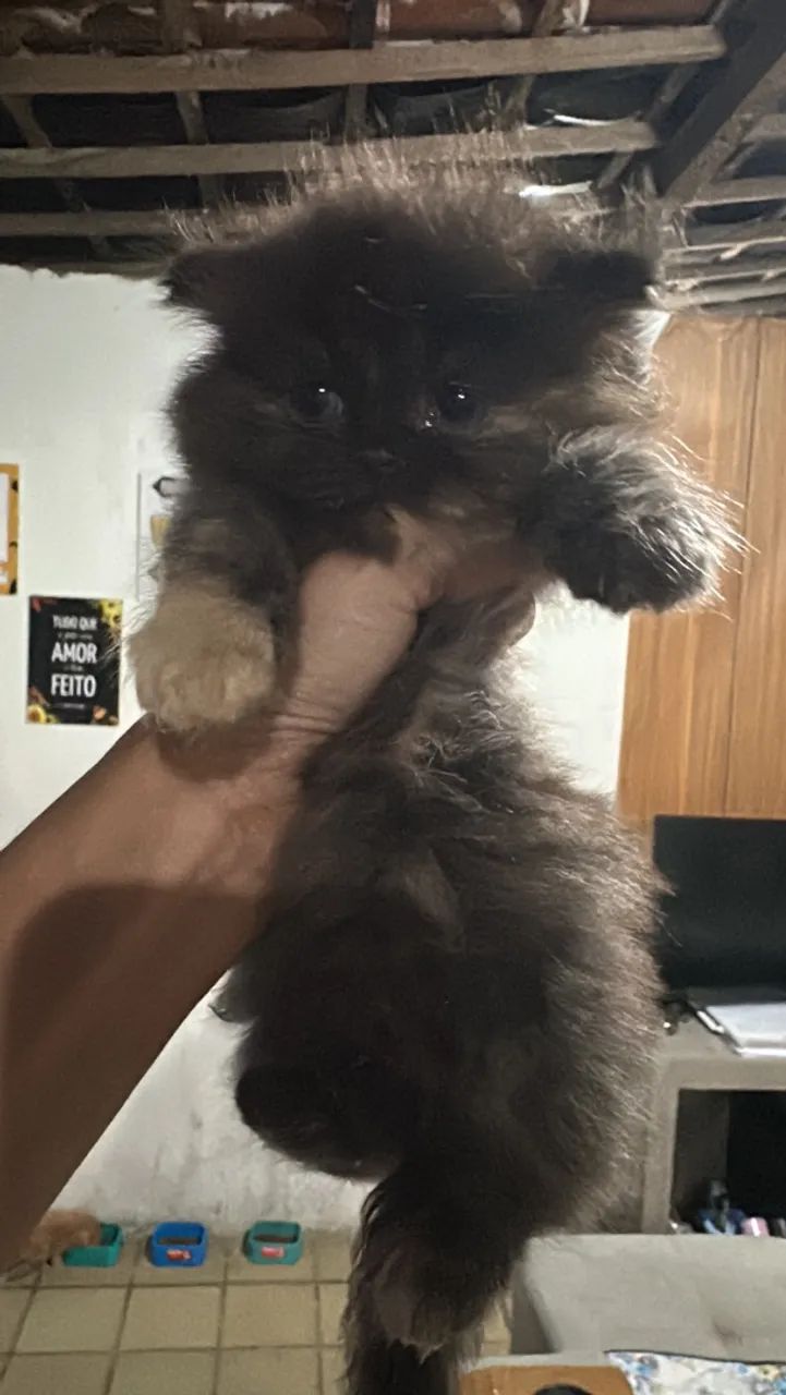 Vendo Gato Persa Legítimo  - Foto 2