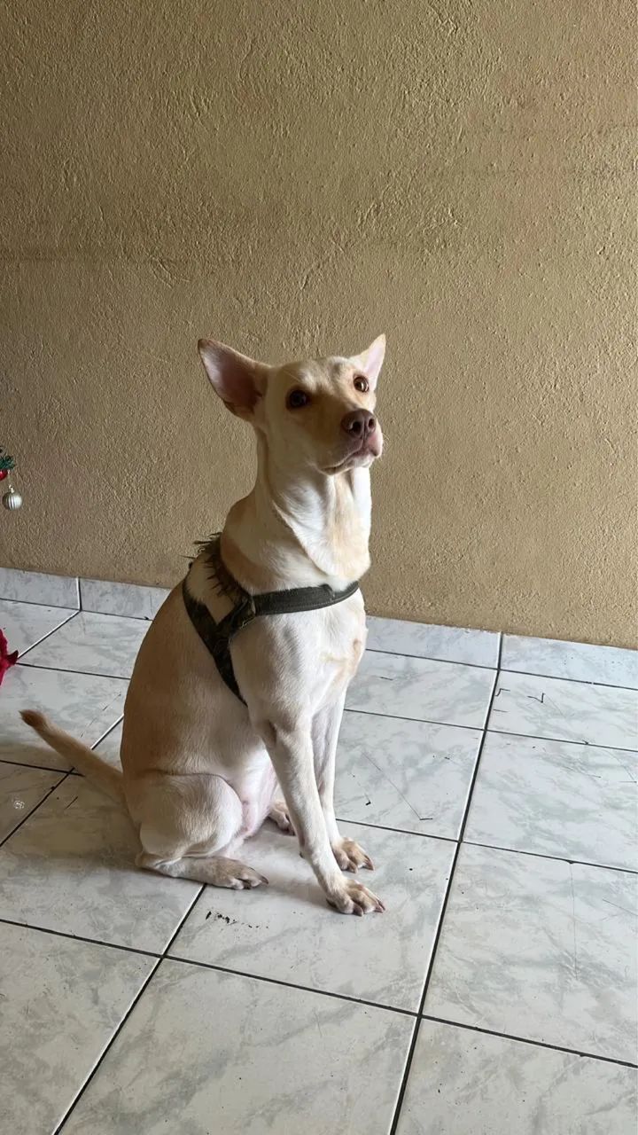 Doação de Cadela
