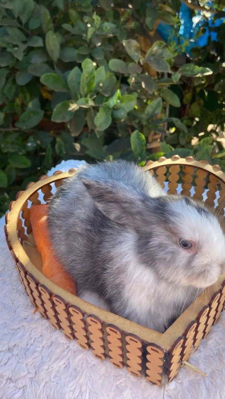Coelho Mini Lop  - Foto 2