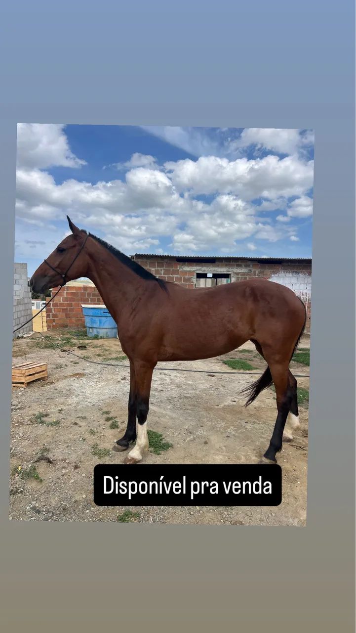 Egua pra venda