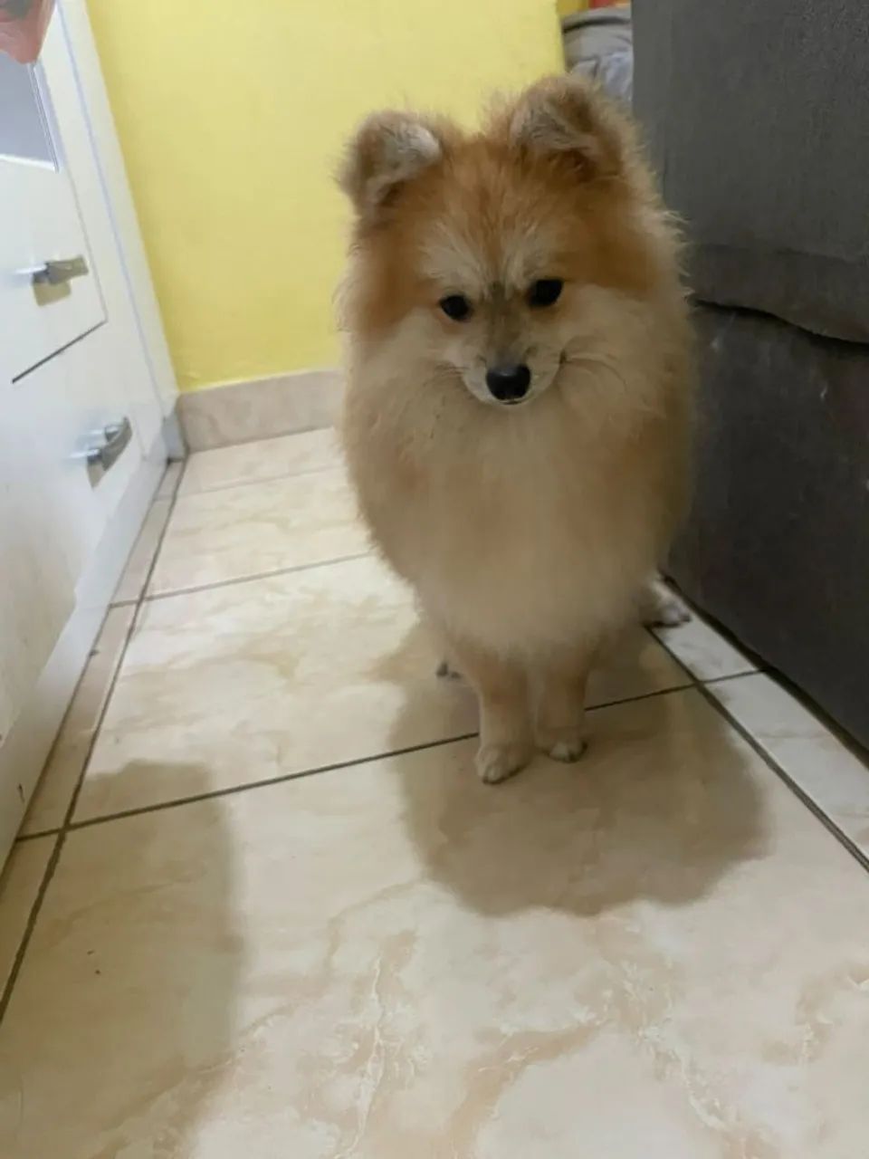 Cachorro  - Foto 2
