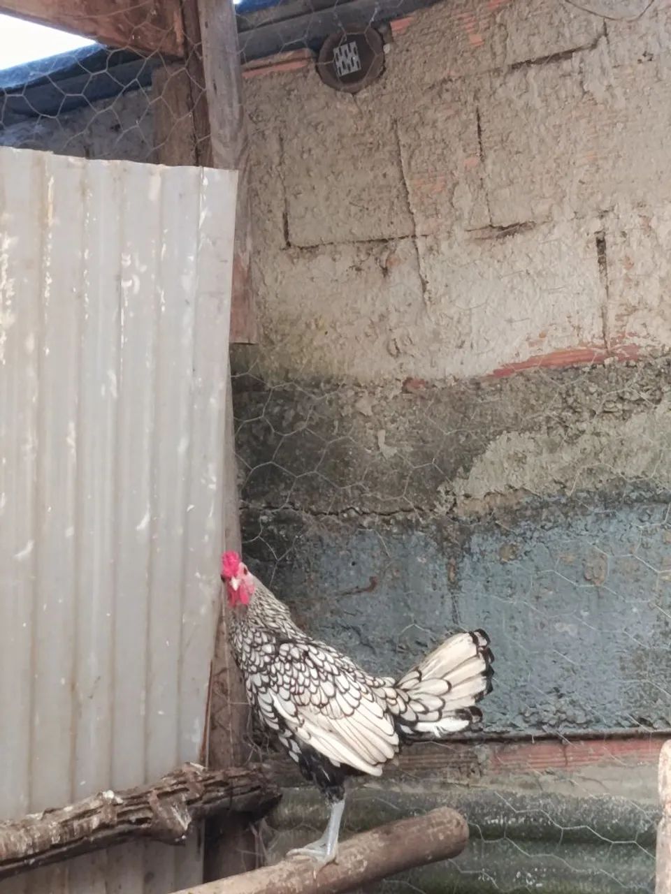 Frango sebright  - Foto 5