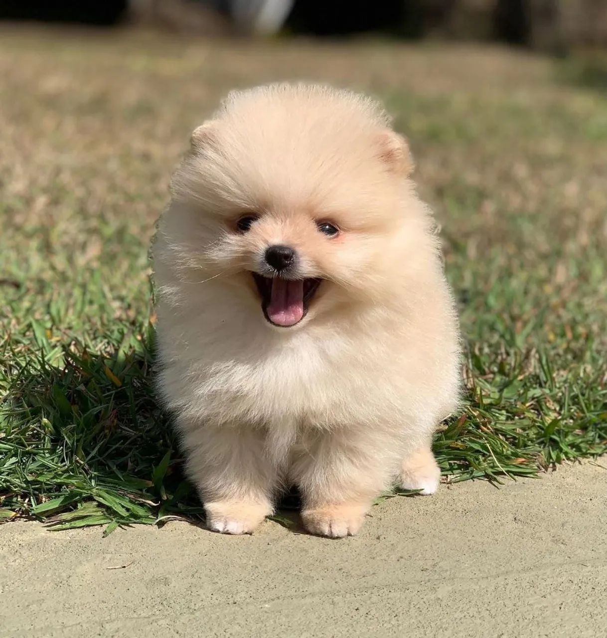 LULU POMERÂNIA com pedigree CBKC  - Foto 5