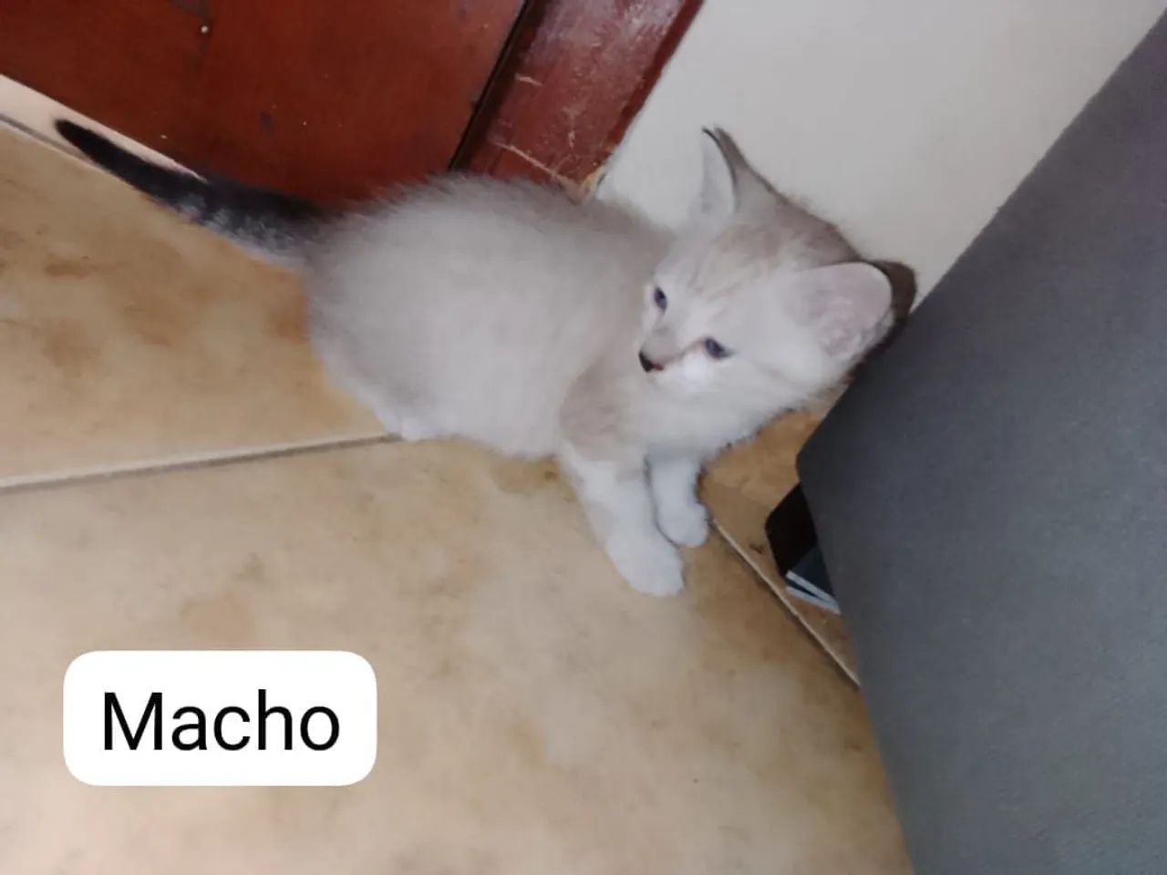 Gatos - Foto 3