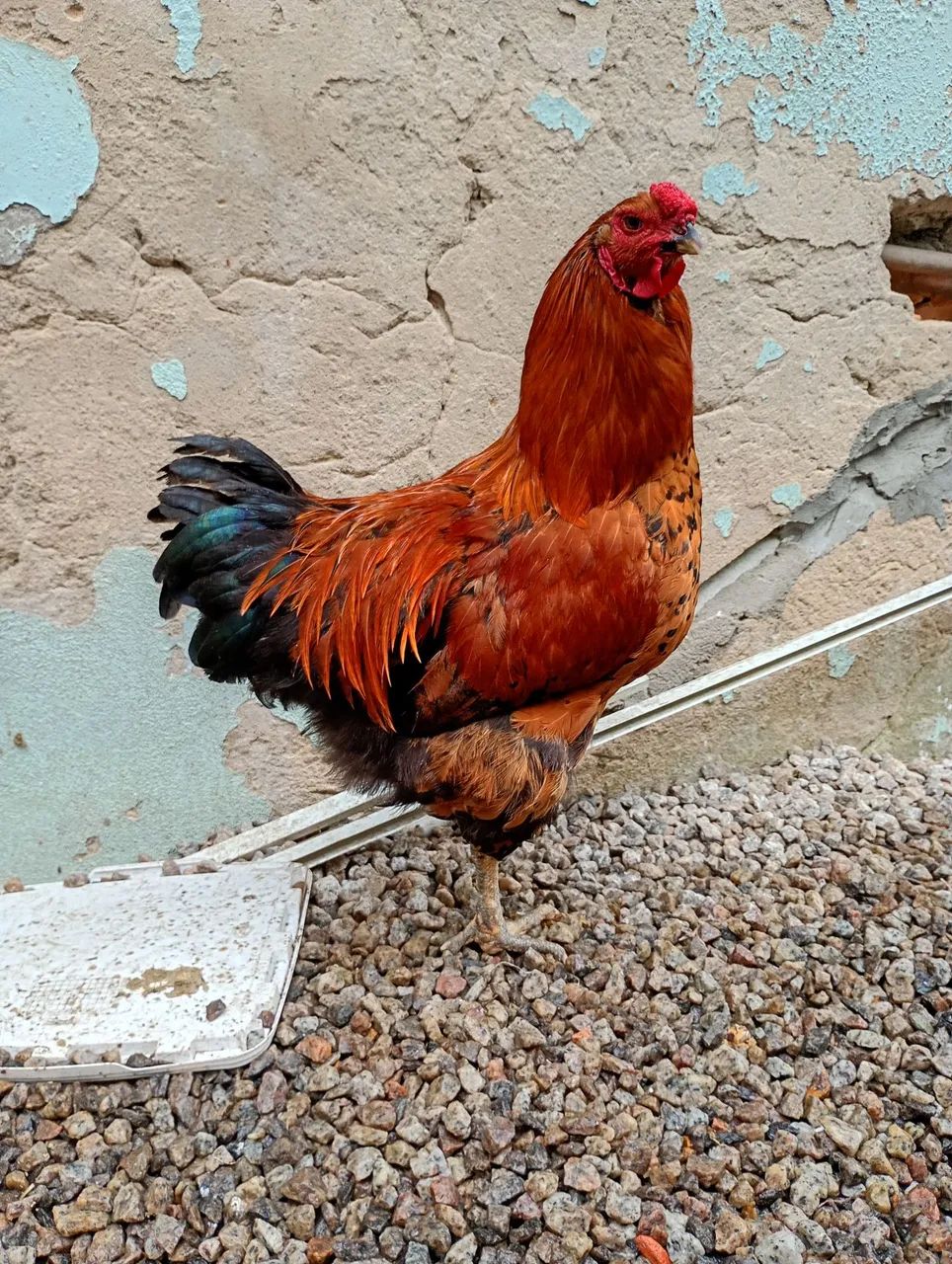 Galo - Foto 4