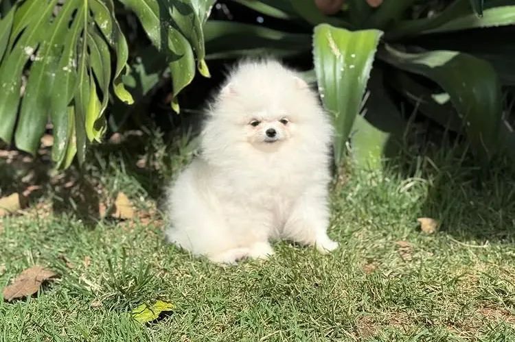 Spitz alemão  - Foto 2