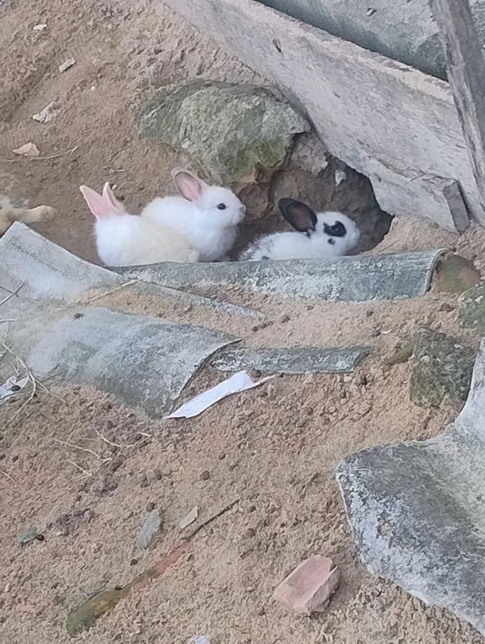 Vende se coelho ? - Foto 2