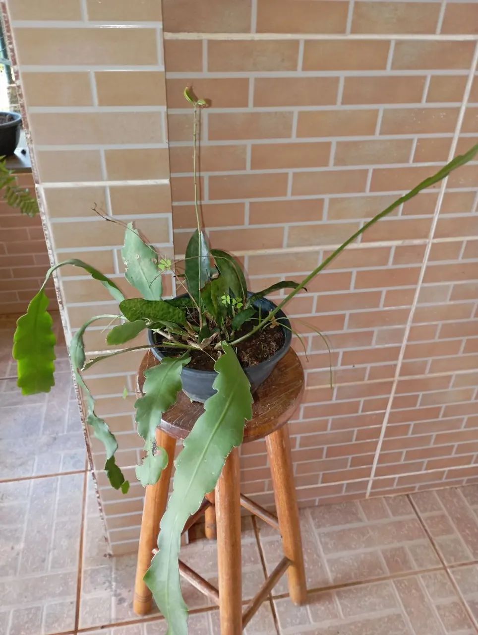 Plantas e sementes  - Foto 4