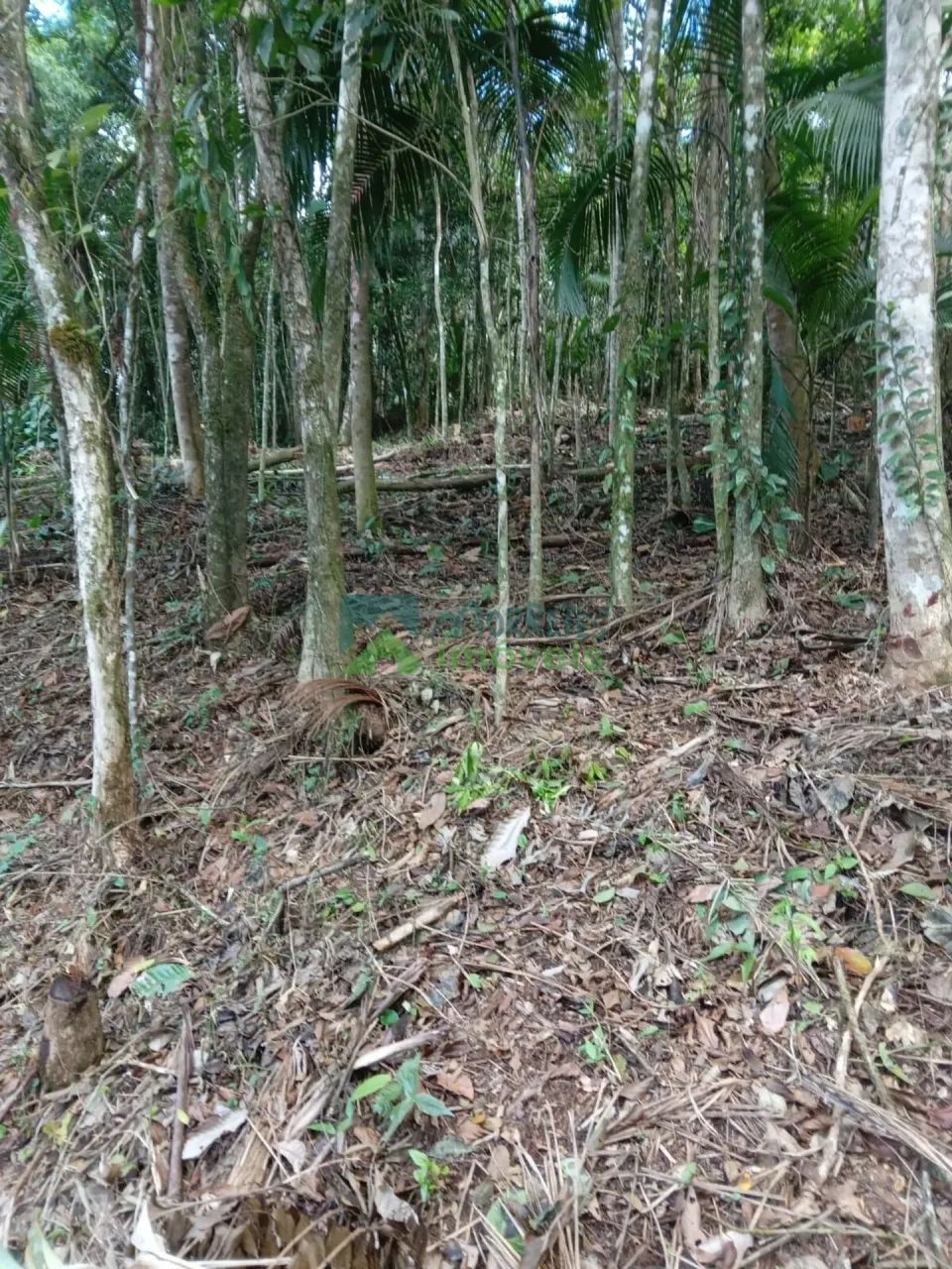 Chácara / Terreno - Foto 2