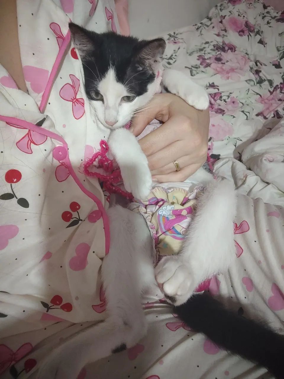 Doação de gatinha - Foto 3