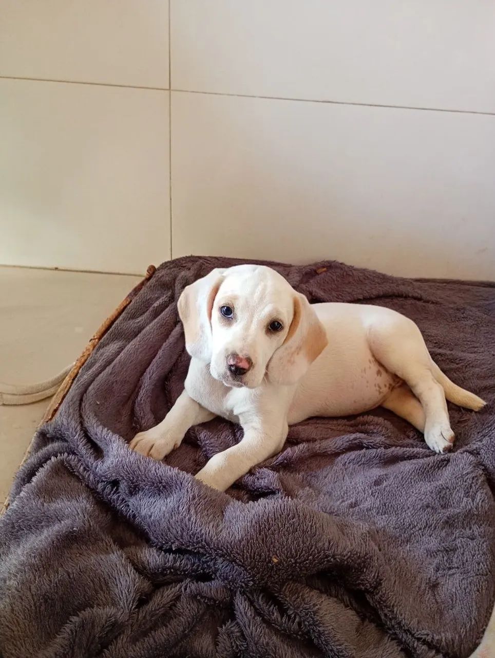 Filhotes de beagle à venda - Foto 4