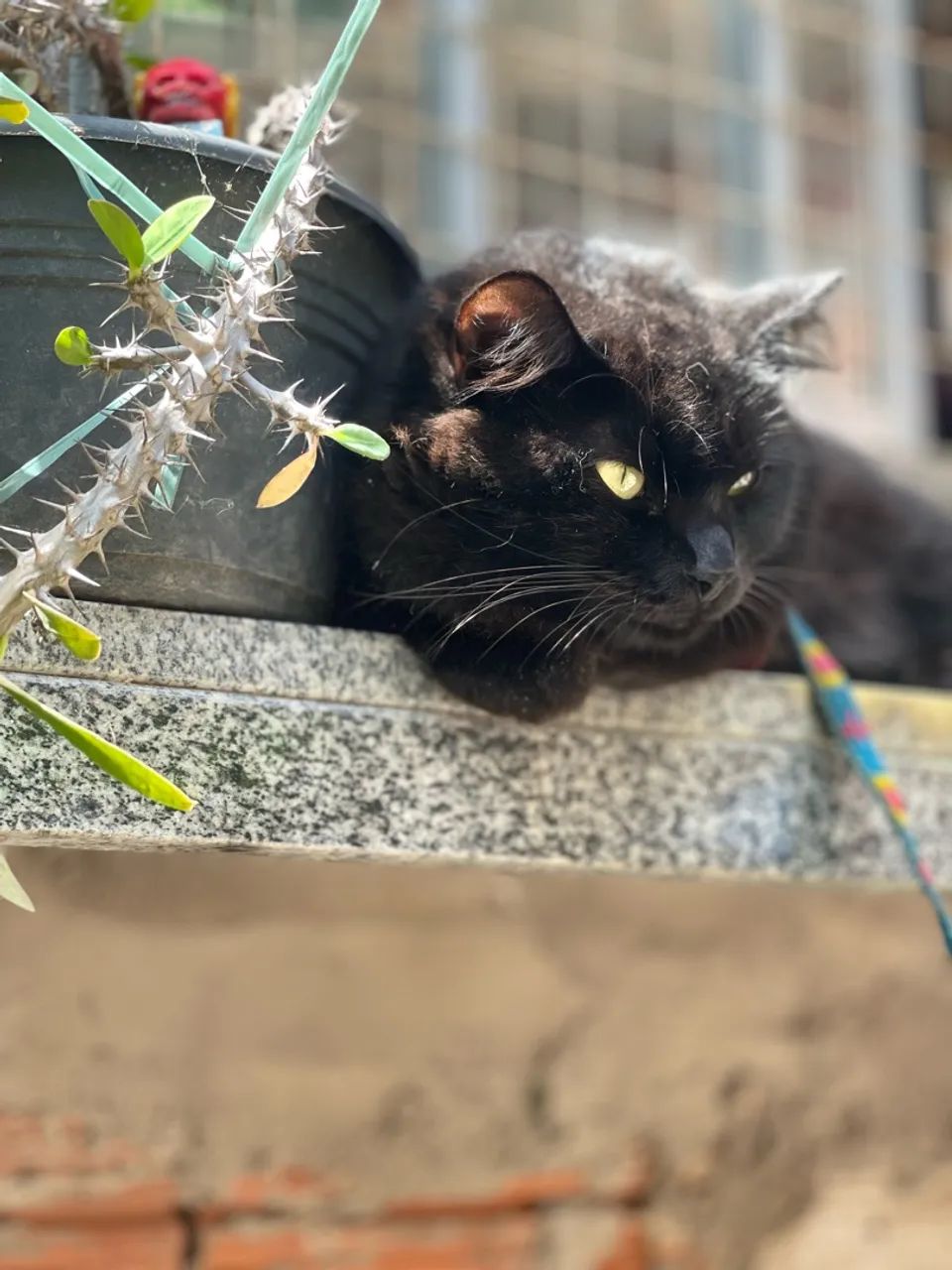 Preciso de um namorado pra minha gatinha - Foto 2