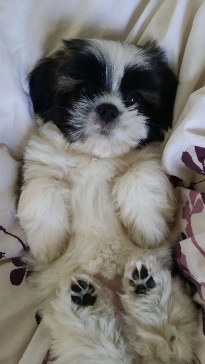 shih tzu mini varias cores  - Foto 2