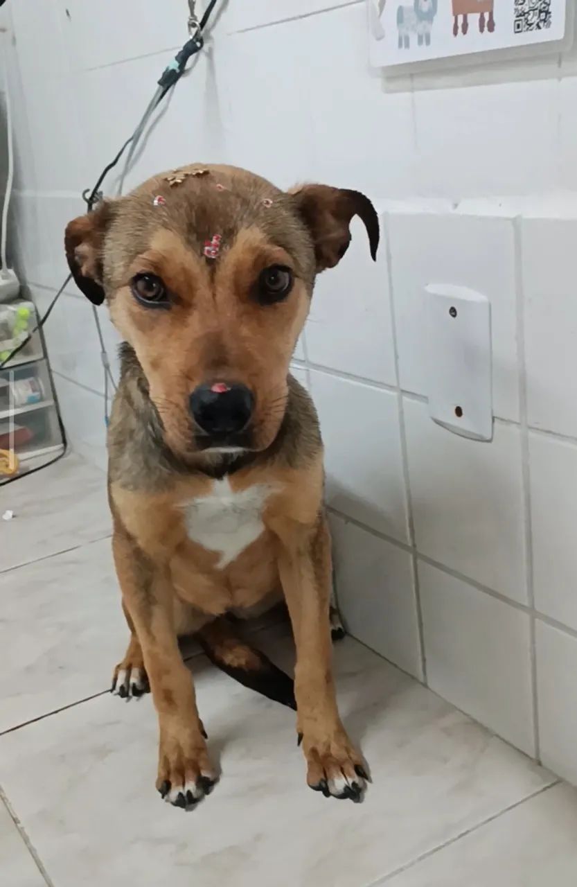DOA-SE A MEL (COMPANHEIRA E GUARDA) - Foto 2