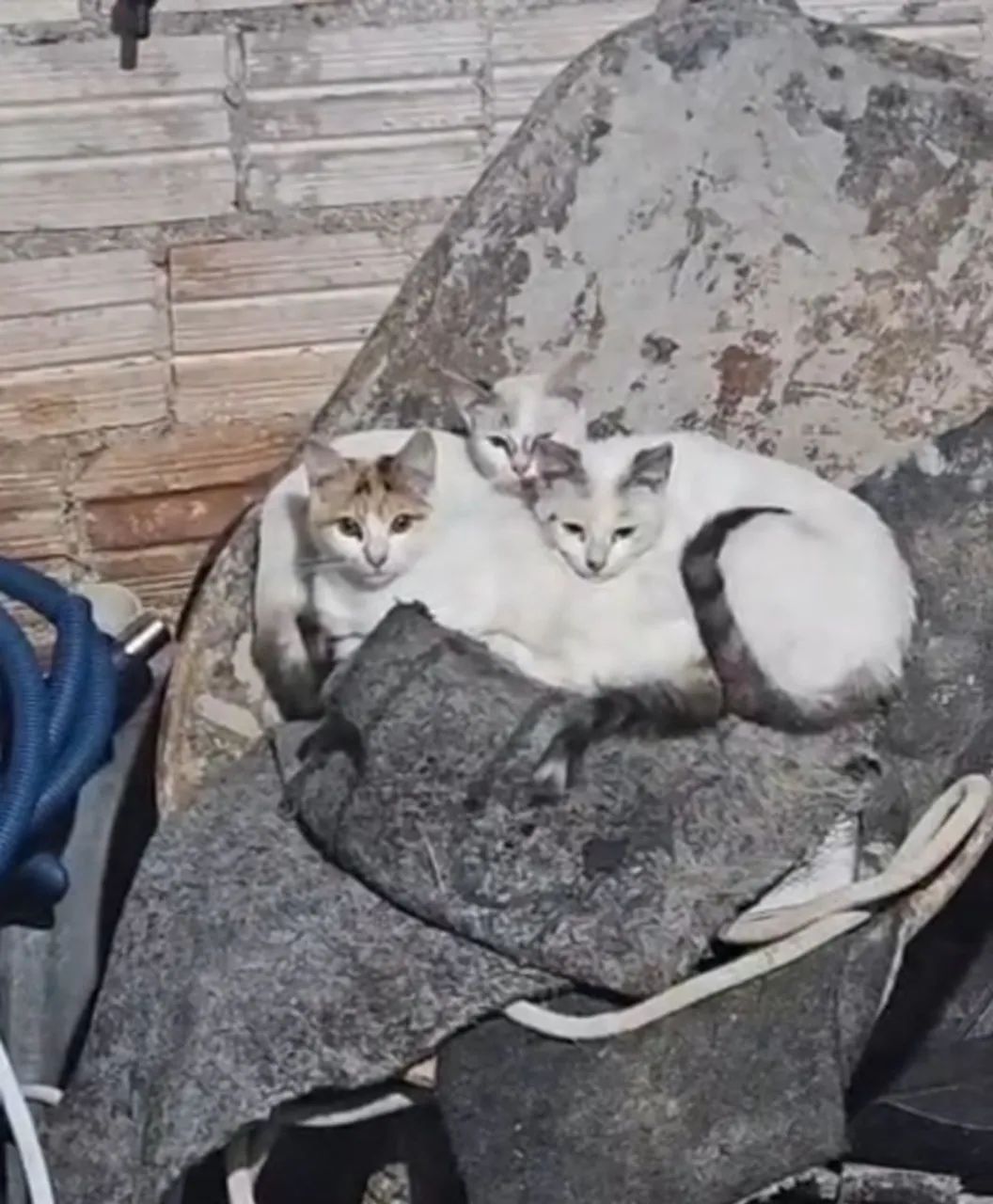 Gatinhos para adoção 