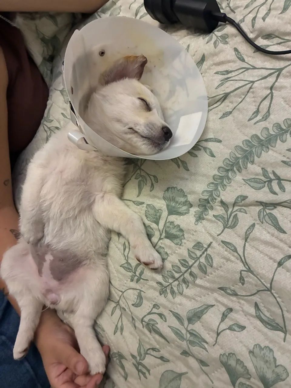 Doação filhote Lua - Foto 2