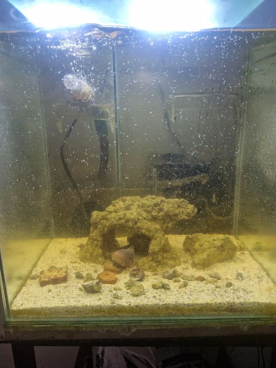 Aquário marinho - Foto 2