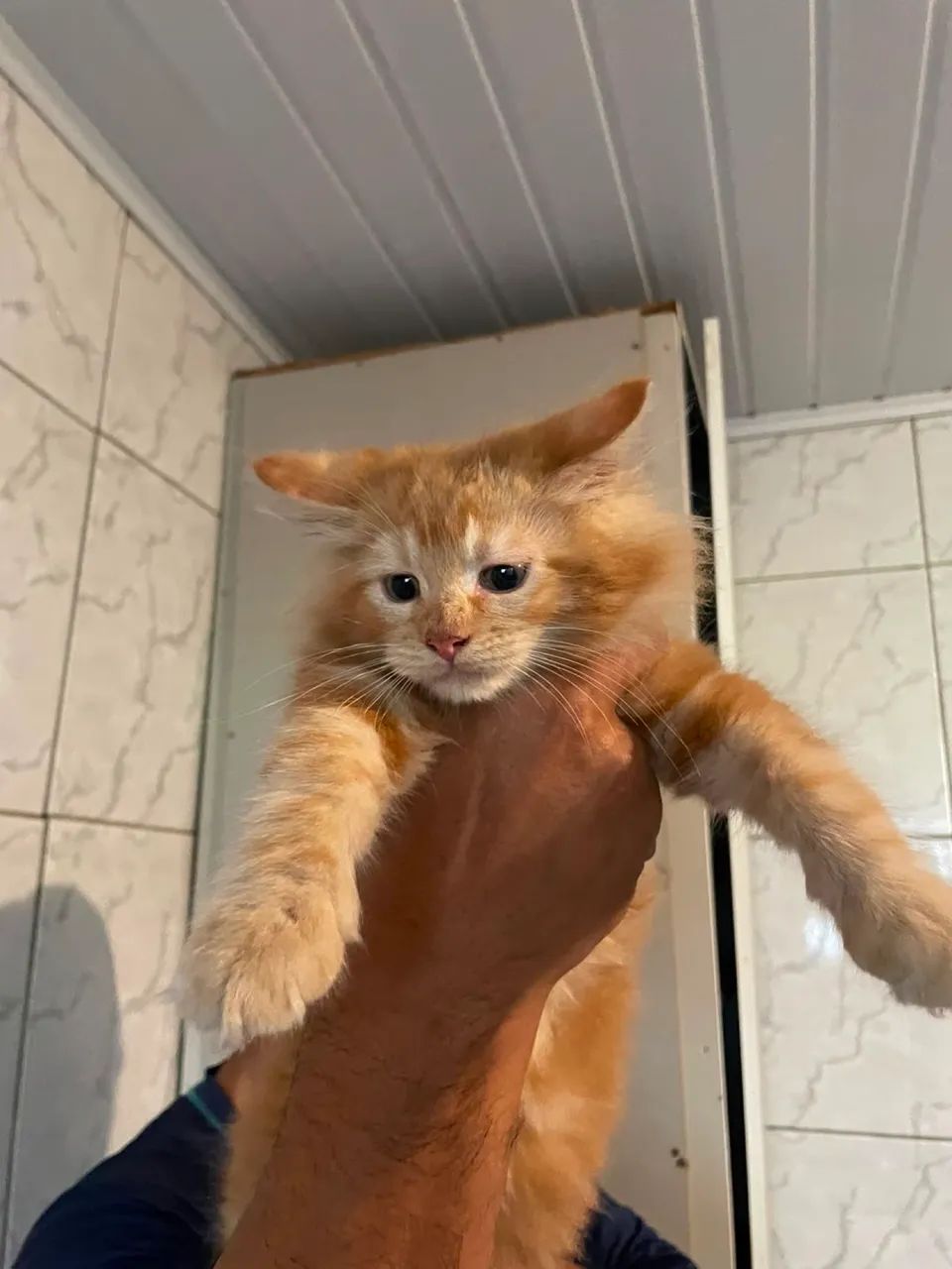 Maine Coon