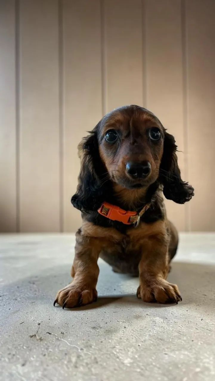 Daschund pelo longo - Foto 2