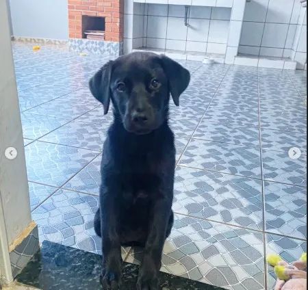 ? DOAÇÃO DE FILHOTE DE LABRADOR ?