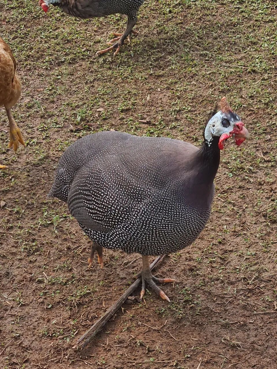 Angolista 