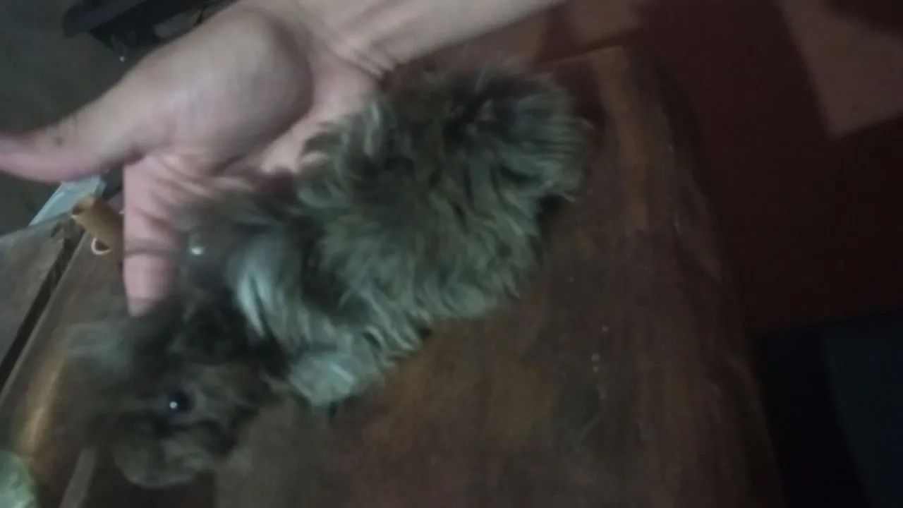 Porquinho da índia macho  - Foto 2