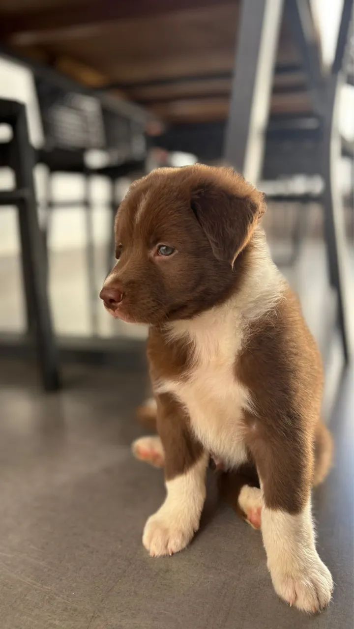 Filhotes Border Collie - Foto 2