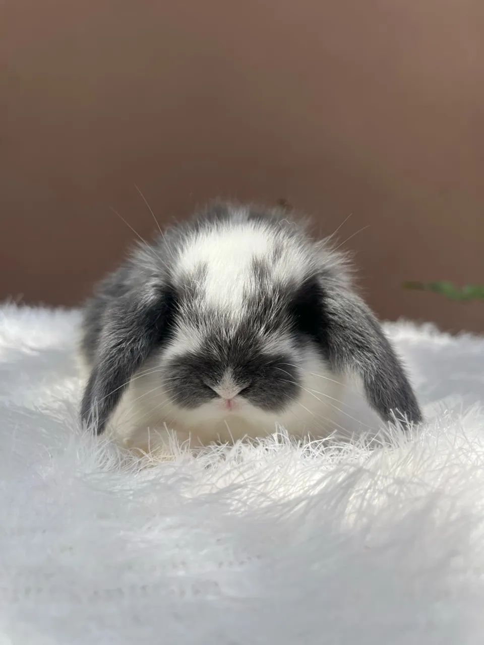 Mini coelho - Foto 3