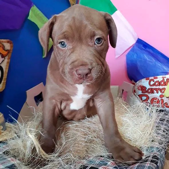pitbull filhote - Foto 2