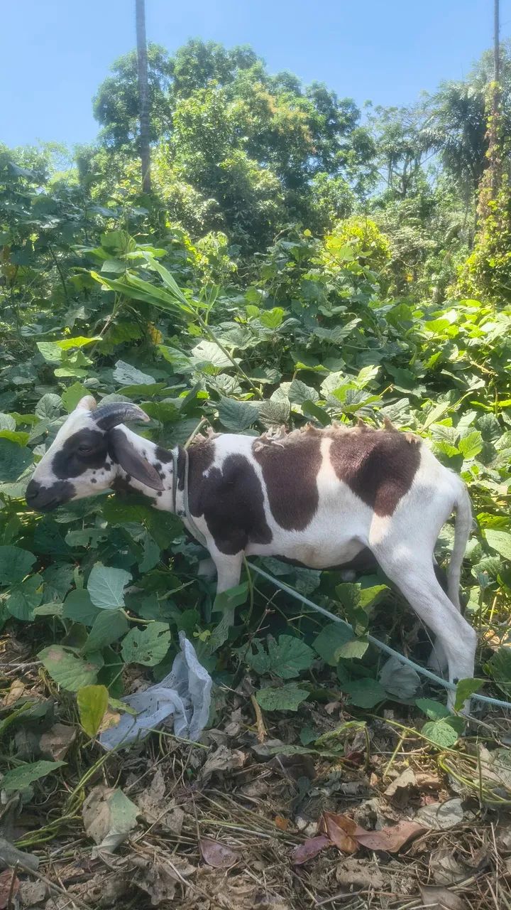 Negocio um bode  - Foto 2