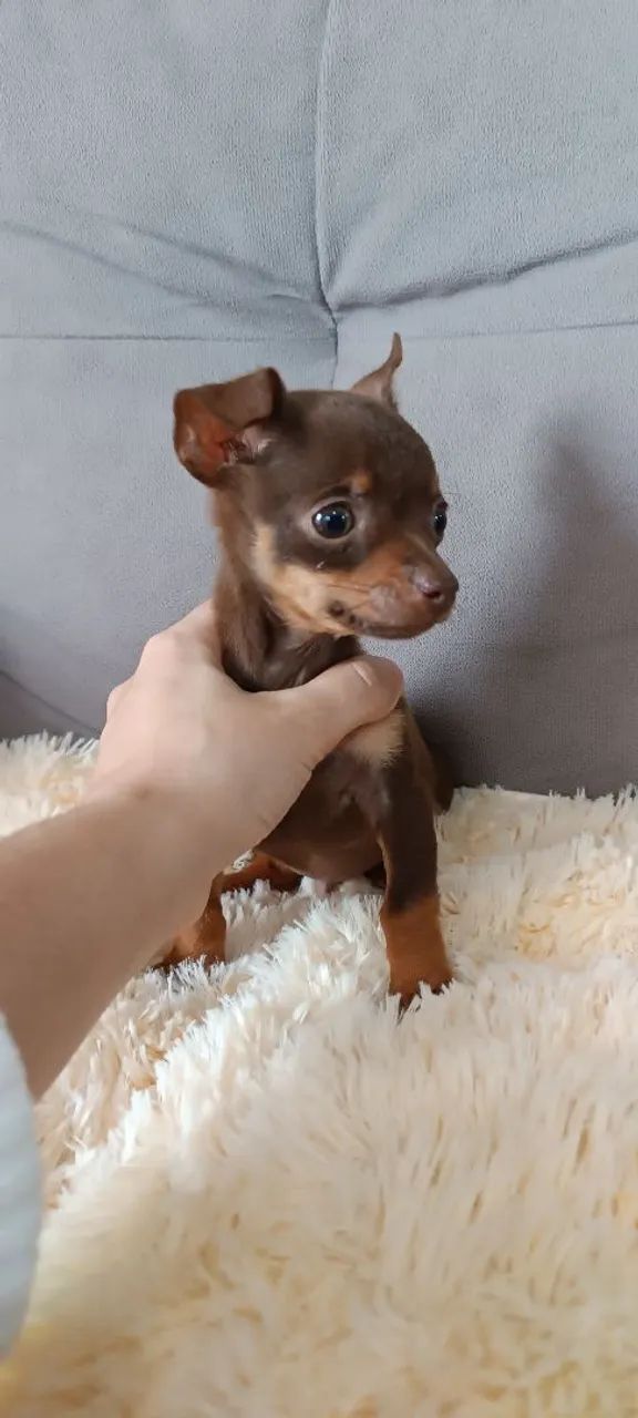Vendo pinscher Zero, mini, super pequeno - Foto 3