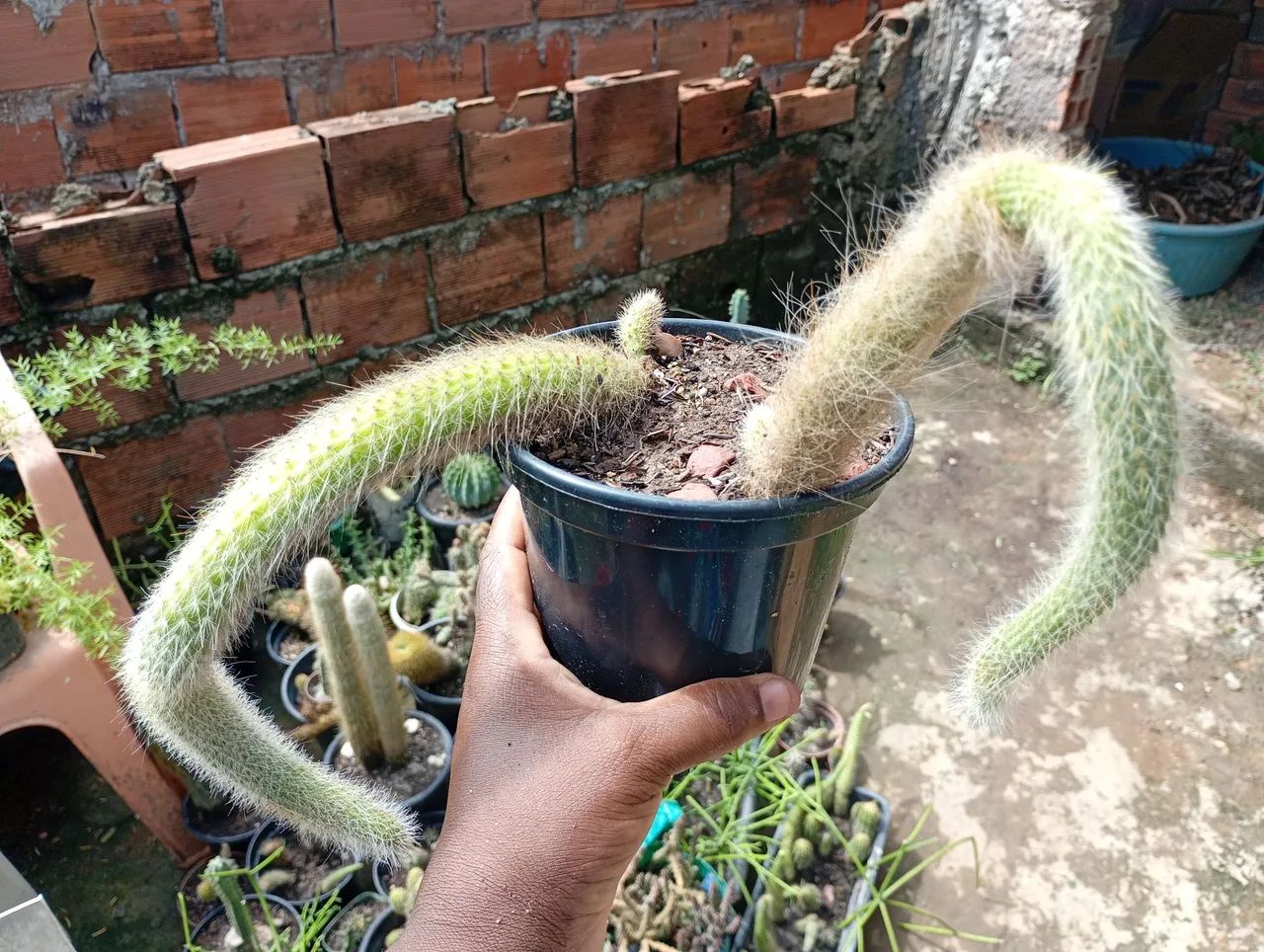 Líquidação de cactos Rabo de Macaco...