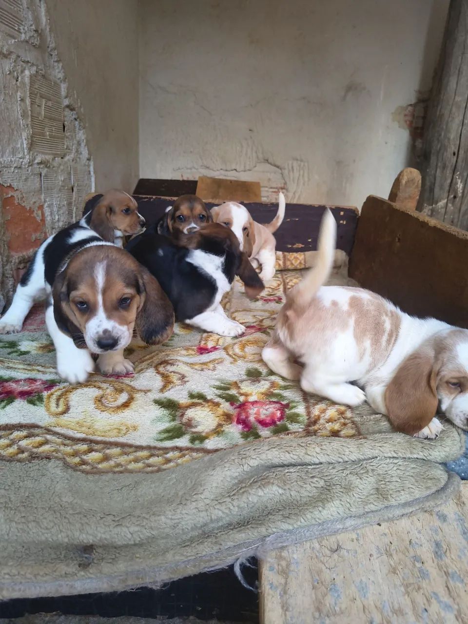 Cachorro  - Foto 2