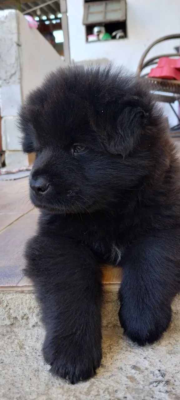 Cães  - Foto 4