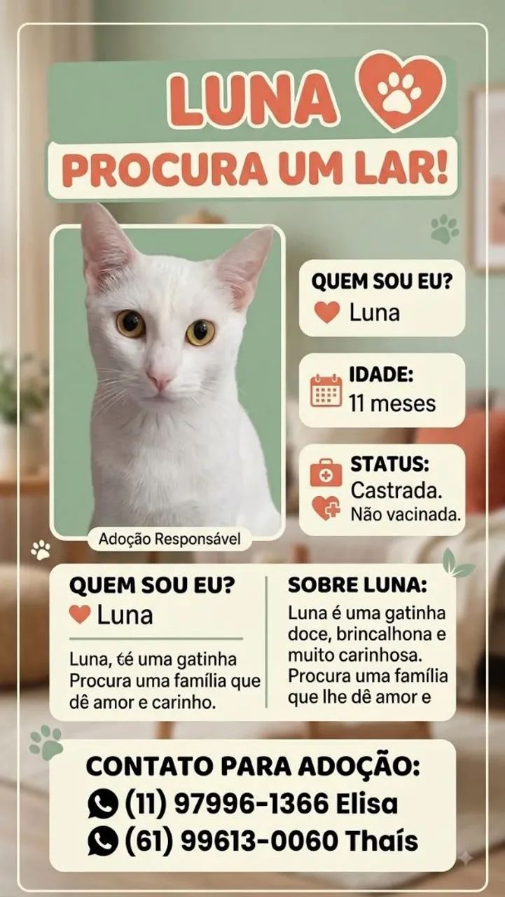 Doação de gatos 