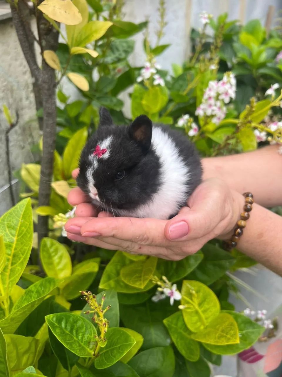 Mini Coelho - Netherland Anão - Foto 3