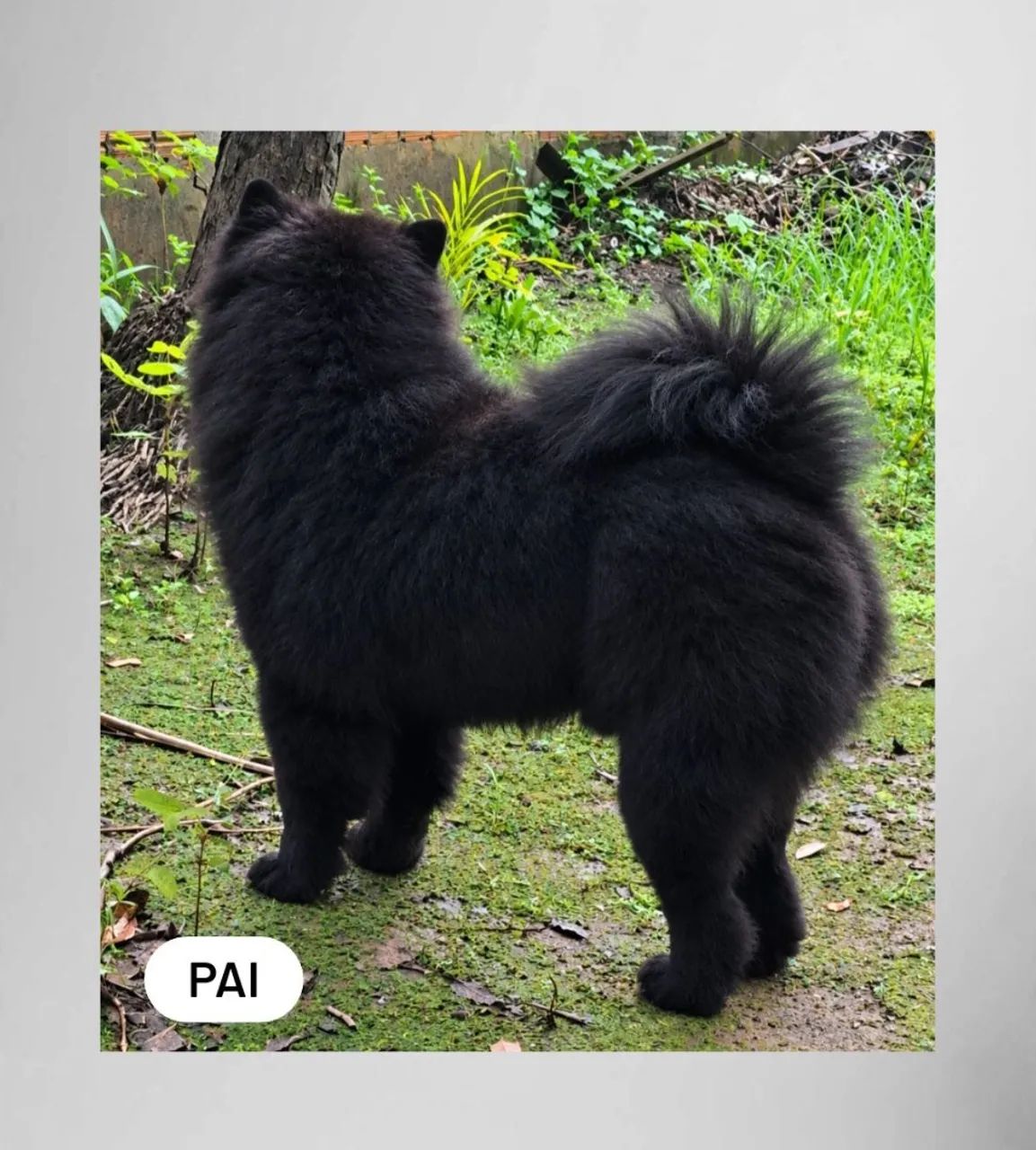 Filhotes de Chow Chow - Foto 5