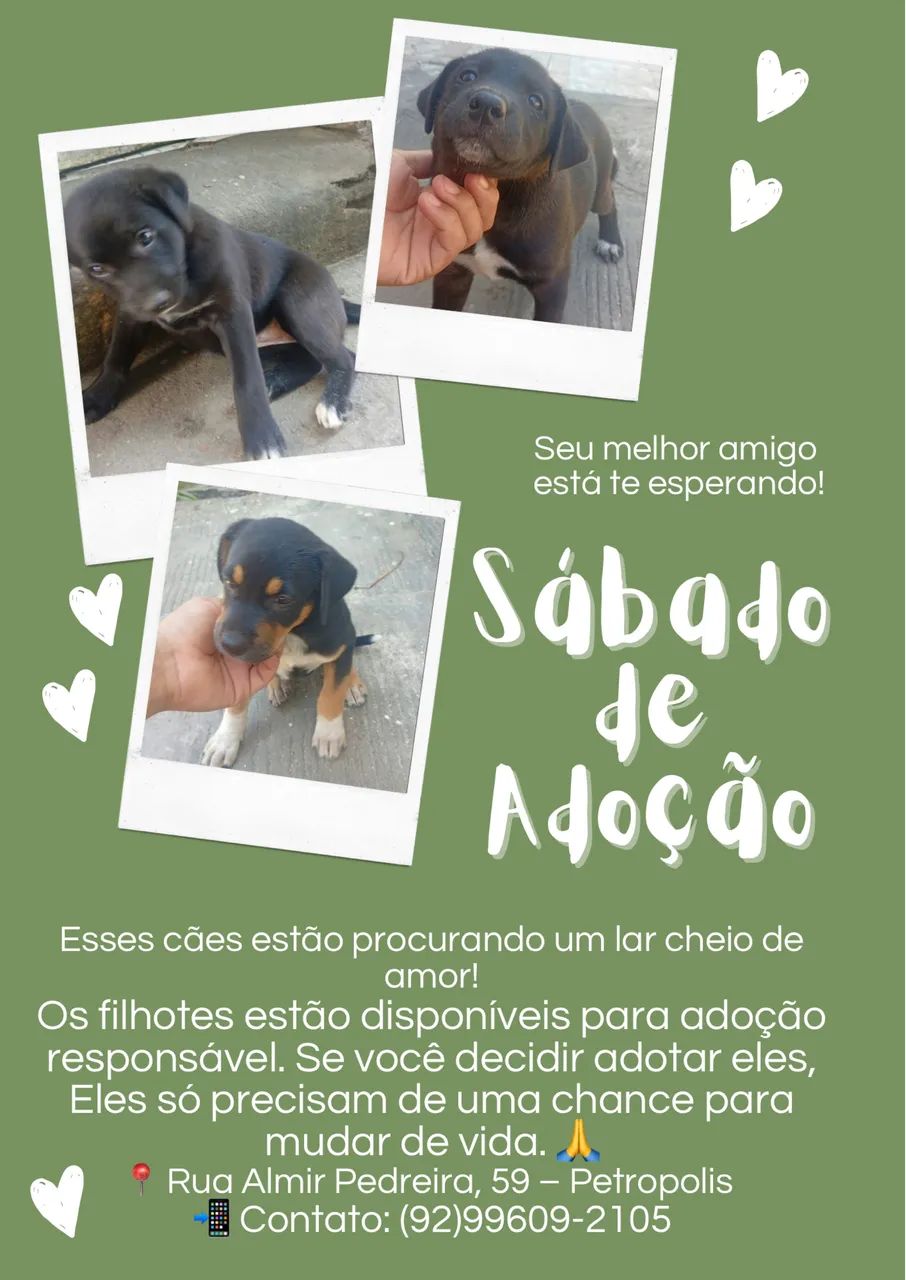 Cachorro 