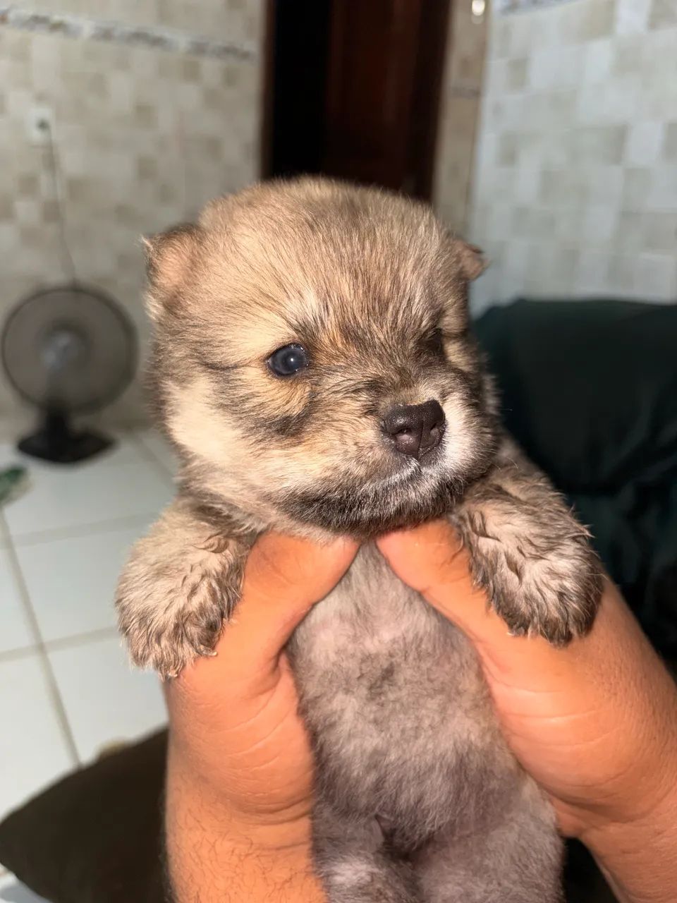Chow Chow disponível 