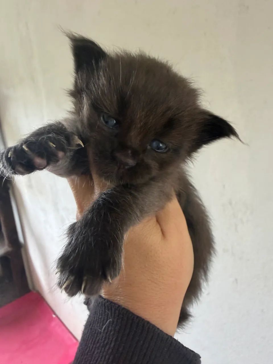 MAINE COON - Foto 2