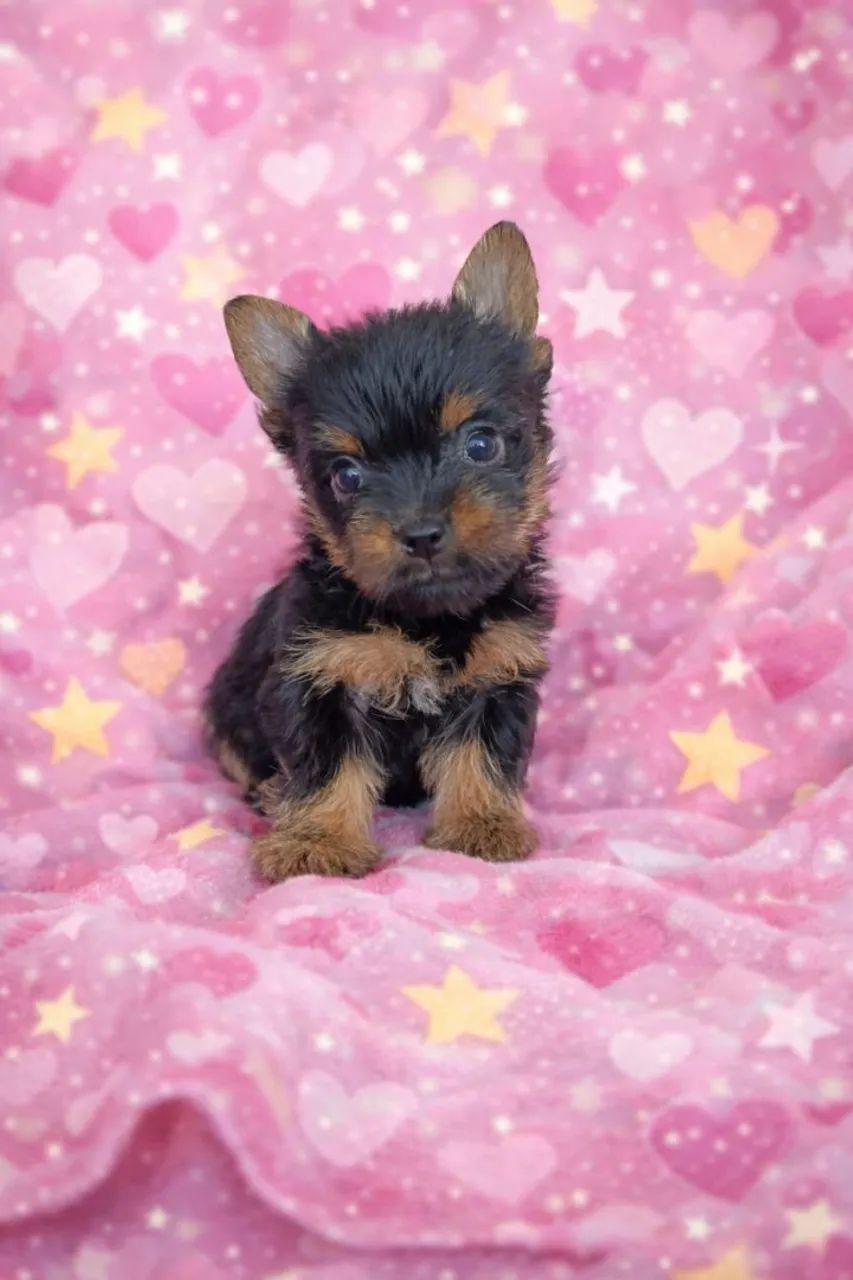 York fêmea mini  - Foto 2