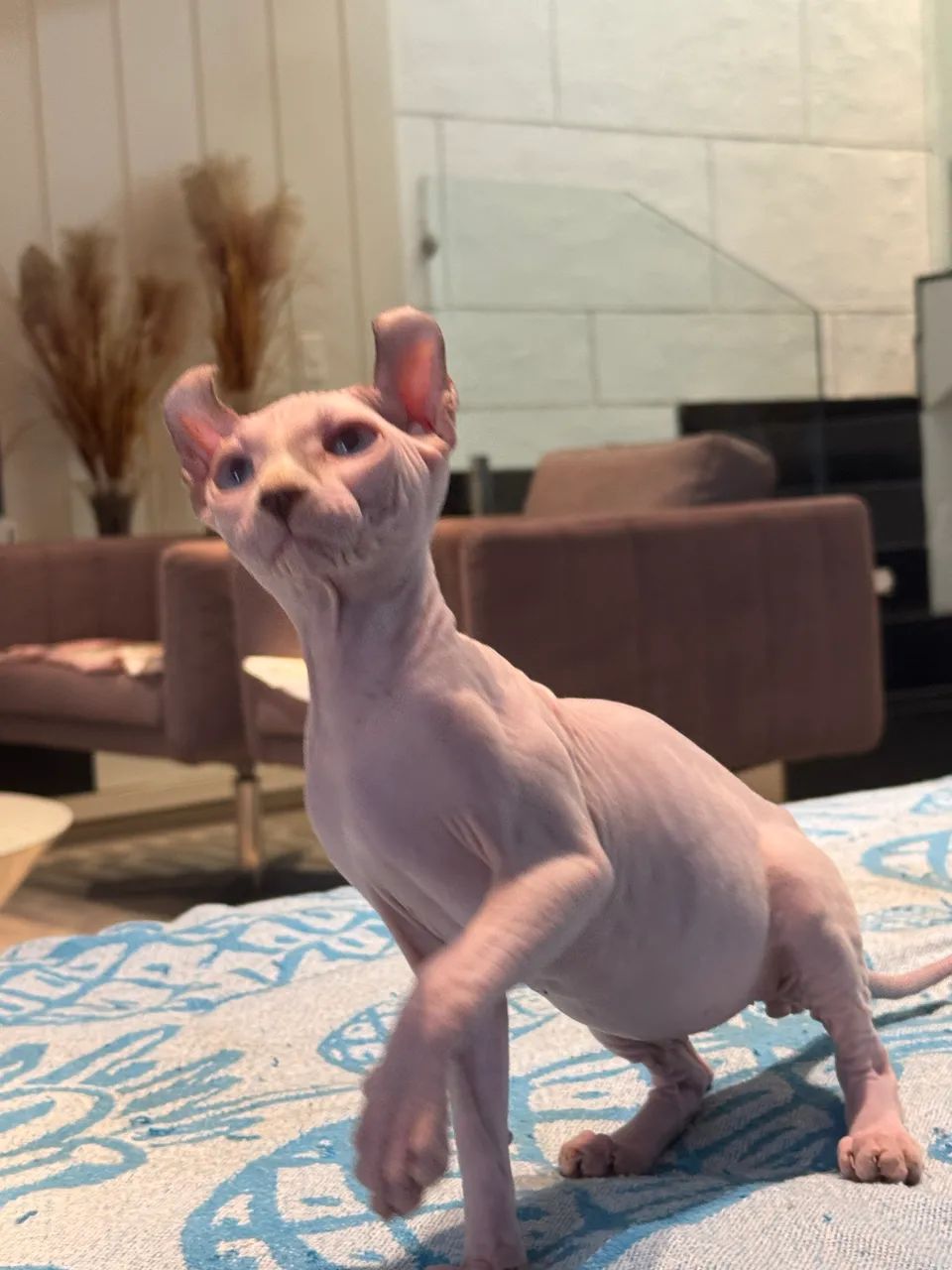 Lindo Sphynx (Elf) - Foto 4